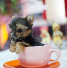 no really, it's a teacup! cute!!