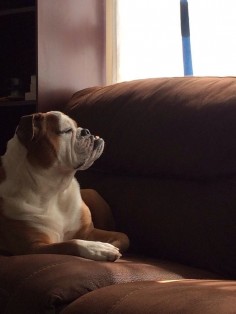 ❤ No smiling -- just a stiff upper jaw ! ❤ 21 Bulldogs That Won't Be Told What To Do