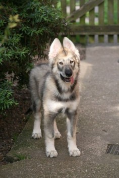 Northern Inuit dog. Almost identical to wolves, except that they aren't wolves.
