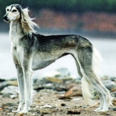 norwegian wolfhound | Elkhound Norwegian Irish Wolfhound Mix