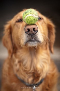Nose with tennis ball.