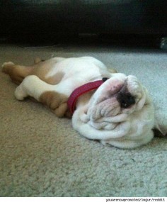 Now THAT is how to  bulldog puppy