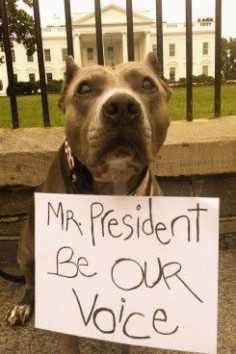 Obama Comes Out Against Dog Breed-Specific Legislation, Joins The Fight For Pit Bulls