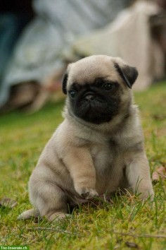 Of all the fine things in life .. far things are finer than a pug puppy. :) (I know this for a fact!)