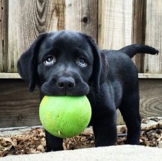 Oh how sweet!!!! Just wants to play ball with someone and those eyes are priceless.