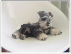 OH my goodness this is such an Sweet and adorable salt and pepper Mini Schnauzer Puppy