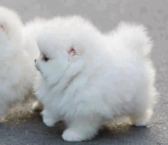 oh my gosh its like a cloud with legs!