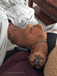 Oh The Places You Sleep: Vol. 10 with Ammo the Dachshund