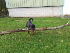 “Oh this little thing? Yeah it’s no big deal.” | 17 Dogs Who Are Very Proud Of The Stick They Found