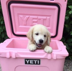 Ohh, just a puppy in a Yeti to start your day! Pink and , love, love. ♡♡♡