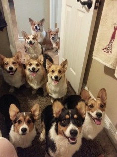 Ohhhh man. I can hardly contain myself. My life would be complete in a house with this many corgis.