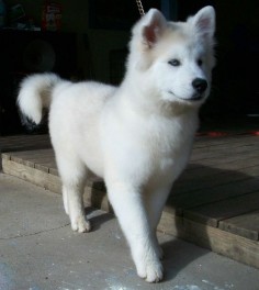 Okay I am officially in love with this, an akita husky mix!! Akita body with the blue husky eyes ♥