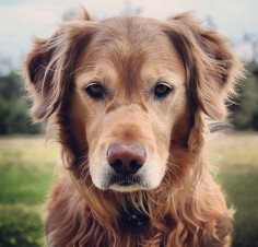 Old dogs can be just as cute as puppies.