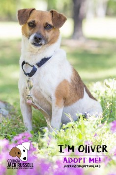 Oliver is a sweet, easygoing boy who makes a great "little brother." #AdoptTerrier