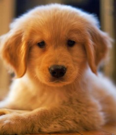Oliver the Golden  this puppy grabs my heart!