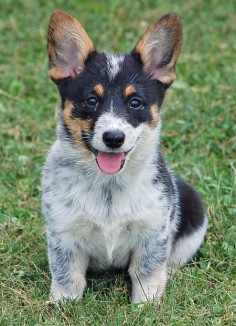 OMG a Blue Heeler/Corgi mix! I could just die! I want one of these!!!