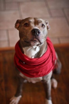 OMG I WANT HER Sophie American Staffordshire Terrier Pit Bull Terrier Mix • Young • Female • Medium Peace for Pits, Inc Villa Park, IL