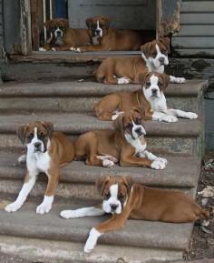 Omg I want them all. Puppy breath heaven it would be. ♥