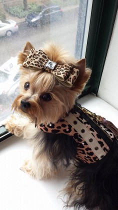 Omg love this! Just not on a yorkie lol