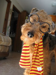 OMG! Must love Airedales