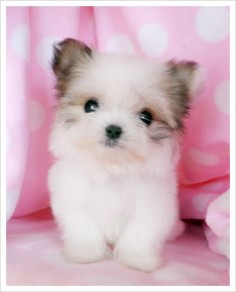 OMG She is precious!!!!! I want her! Papillon/Maltese Puppy