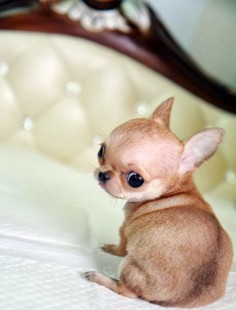OMG this is the sweetest  need it or my life may never be  total cuteness overload!!