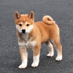 On March 4th, saw red shiba inu at hiking trail. Name was Amaya or Maya. May come up for adoption via Shiba Inu Rescue of Texas. (Not actual dog in pic.)