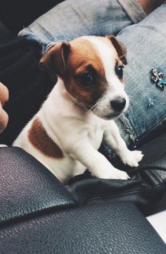 One of my favourite breeds, Jack Russell, so adorable.