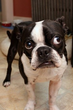 One of the many forms of the Boston Terrier stink 