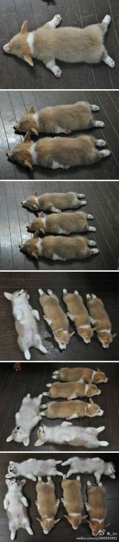 One of the many reasons I want a Corgi. Hint to the family: it would make and AWESOME stocking stuffer this Christmas!