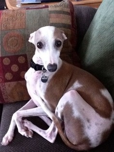One very cute Whippet