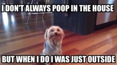 Only a Yorkie parent will understand this struggle.: