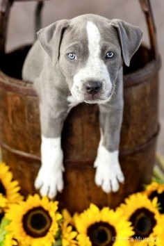 Ooh ooh one of these too! I adore this color of pit with those ice blue eyes!