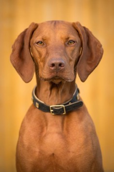 Originally from Hungary, the Vizsla is a medium-sized, short-coated hunting dog that is essentially Pointer in type, although he combines characteristics of both pointer and retriever. An attractive golden rust in color, this "dual" dog is popular in both the field and the show ring due to his power and drive while hunting and his trainability in the home.