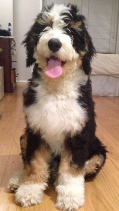 Otto the Bernedoodle