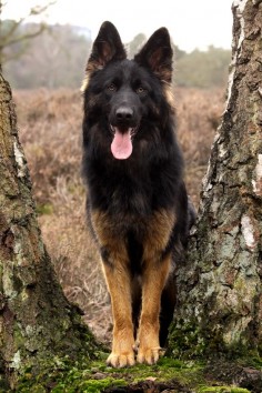 Oud Duitse Herder (I'm pinning this in my GSD Board because I don't understand the language.
