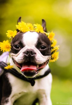 Oups! I love flowers, there so beautiful and smel so nice #BostonTerrier