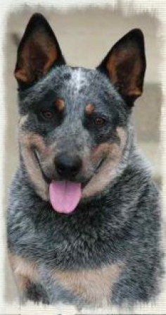 our Australian cattle dog, Max
