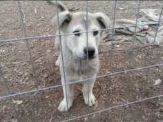 Over the last few years Reddit's compendium of cute /r/aww has gathered big dogs, small dogs, dogs of various colours and breeds, sleepy dogs, sprightly dogs and dogs inexplicably wearing pyjamas. Huskies have always dominated however, and in honour of this finest of achievements, here are some of the best husky dogs it has unearthed so far.
