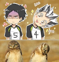 Owls ♥ BokuAka ~~ Bokuto Koutaro & Akaashi Keiji