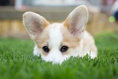 Paddington the Corgi Puppy by Posh Pets Photography | Pretty Fluffy