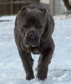 Panthos is a large boned & muscular 140 lb blue brindle Cane Corso. He has a 31" neck!! Available for stud service at Sovrana Cane Corso | Cane Corso Breeder