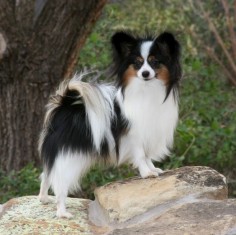 pappion - this breed is the "longest lived" of all  and they are very sweet and super SMART dogs, too!