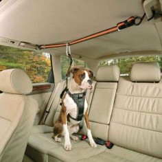 Para el perro que está constantemente tratando de subir en el asiento delantero: utilice este arnés tirolesa.