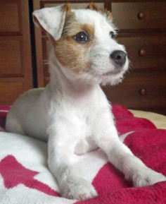 Parson Russell Terrier-I already have  one more would just complete my little family ;)