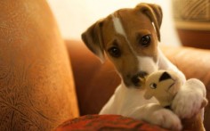 Parson Russell Terrier Puppy