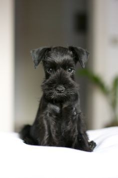 Pat loves this lil'  baby miniature schnauzer - Google Search