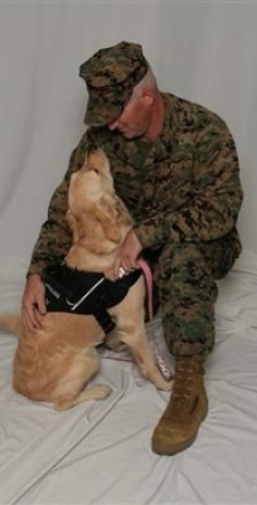 Paws For Veterans - Ptsd Service Dogs, Psychiatric Service Dogs, Service Dogs Training