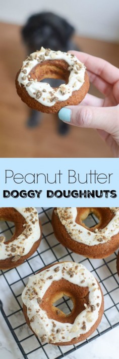 Peanut Butter Dog Doughnuts - treat your pup to a homemade doughnut!