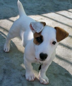 Pearl the Jack Russell Terrier